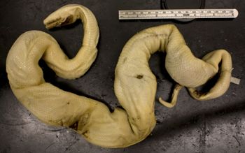 Media type: image;   Herpetology R-2097 Aspect: ventral